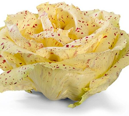 Radicchio Variegato