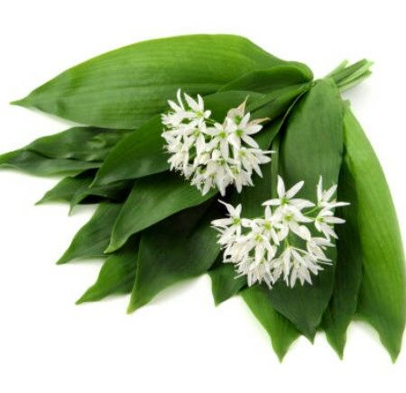 Aglio Orsino A Mazzo