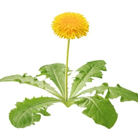 Cicoria Di Campo (Tarassaco)