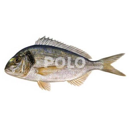 Orata 600/800 Grecia