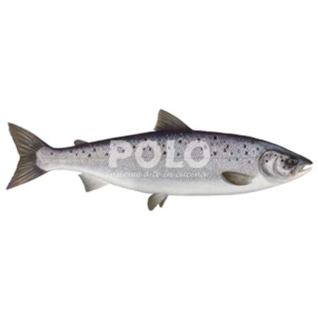 Salmone Sup Ev 2/3 Norvegia