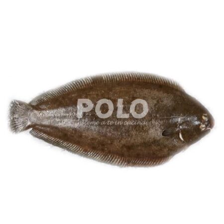 Sogliola Atlantica Allevata