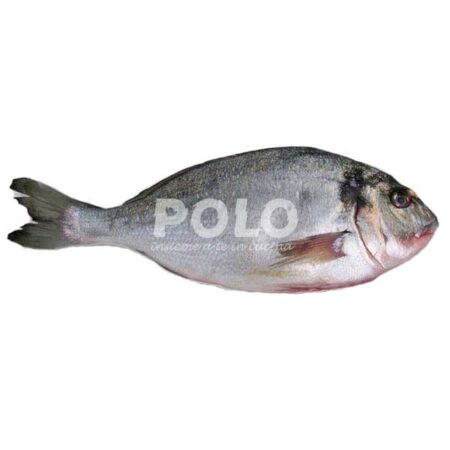 Orata 800/1000 Grecia