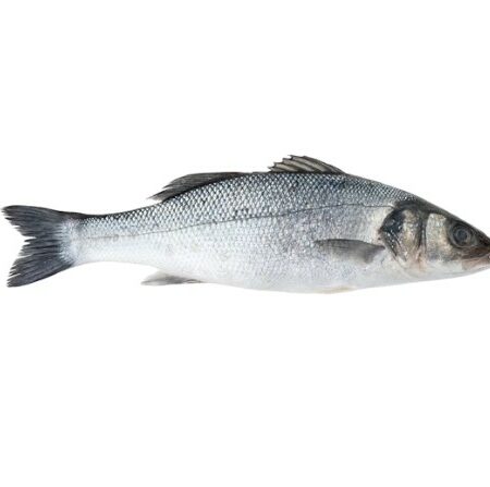 Branzino 1800/2600