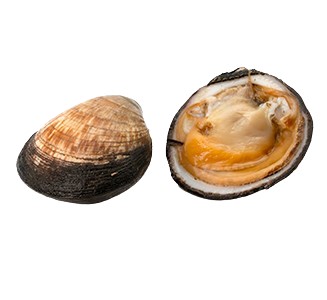Pie' D'Asino