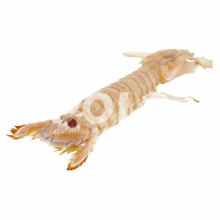 Canocchia Media Precotta