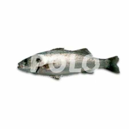 Branzino 1400+ Spagna