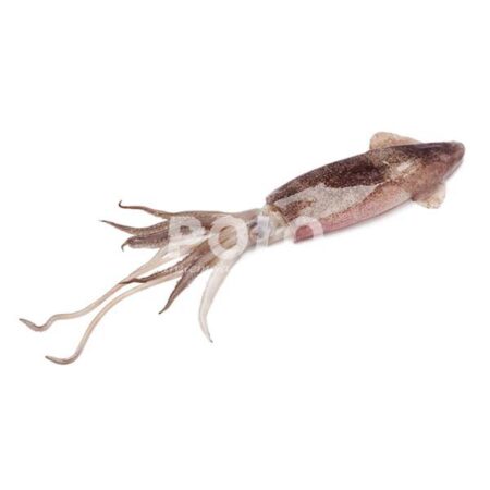 Calamaro 2 P Sporco Marocco Iwp