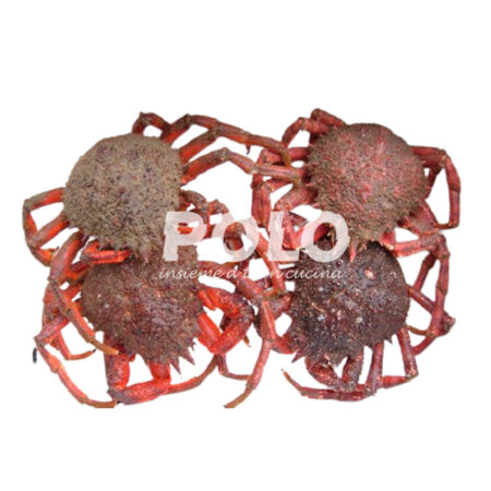 Granciporro Atlantico 800+ Cassa