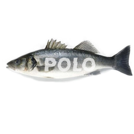 Branzino 1000+ Croazia