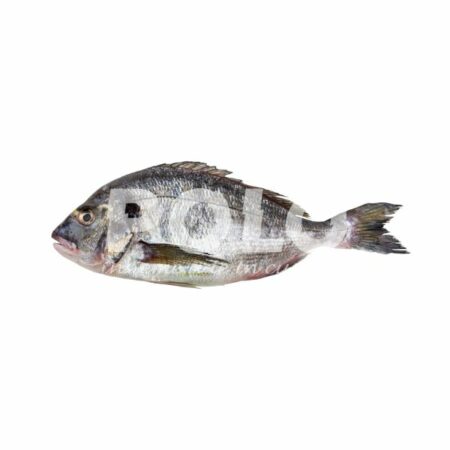 Orata 400/600 Cassa Grecia
