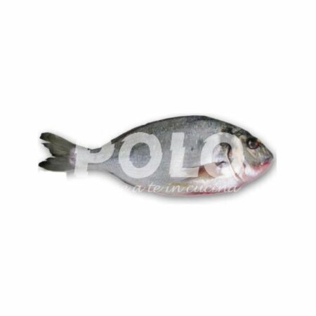 Orata 300/400 Cassa Grecia