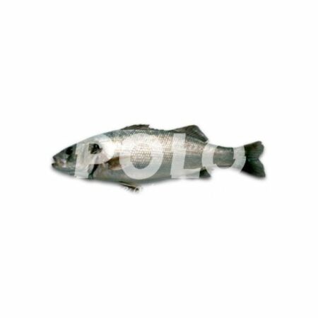 Branzino 300/400 Cassa Grecia