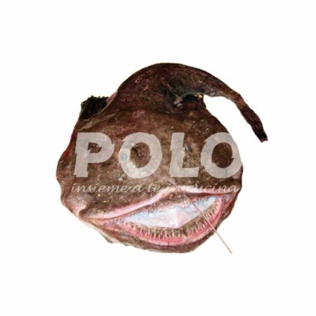 Rana Pescatrice 300/600 Gr