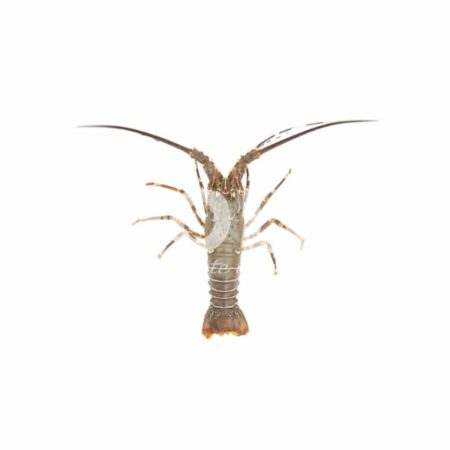 Aragosta Indopacifica Cruda 230/320 Gr