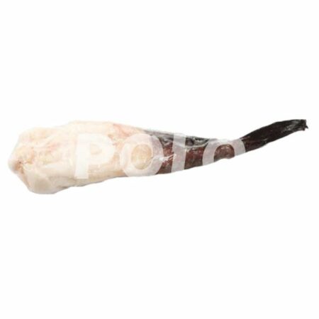 Rana Pescatrice Coda S/P 150/300 Sudafri