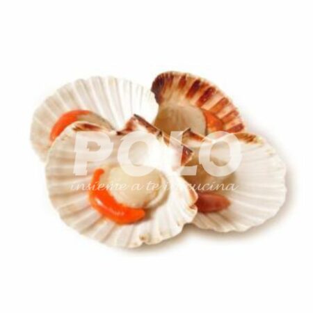 Cappasanta M/G Cassa Francia