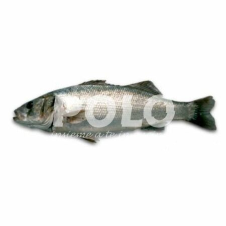 Branzino 600/800 Cassa Turchia