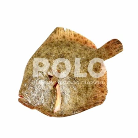 Rombo Chiodato 800/1000 Cassa Spagna