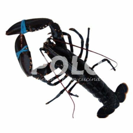 Astice 400/600 Cassa Blu Europeo