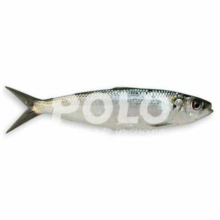 Sarda Di Mare Cassa Italia