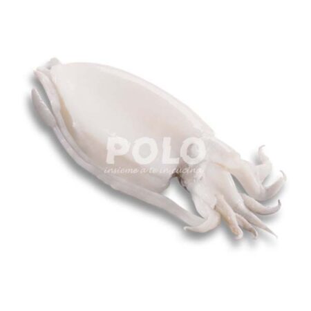 Seppia Pulita 600/800Gr Riservato