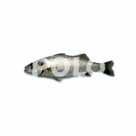 Branzino 200/300 Cassa Grecia